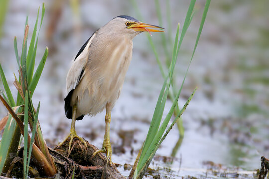 Close-up of an adult male Little Bittern (Ixobrychus minutus), showing detailed plumage and sharp yellow eye.