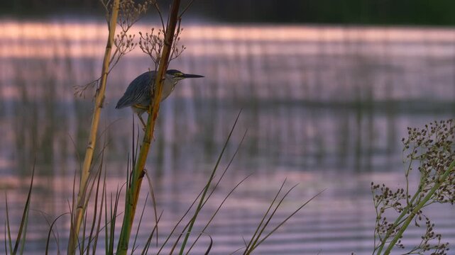 Striated Heron (Butorides striata) perched on reeds at sunset by calm water