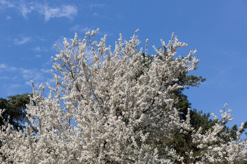 Lush Tree Cover Blooming Beneath Expansive And Vibrant Spring Sky. Flourishing Canopy Of Trees Against Clear Blue Sky Exudes Fresh Springtime Vitality And Outdoor Enthusiasm For Wellness Themes