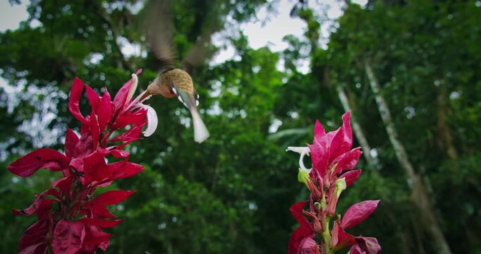 Planalto Hermit Hummingbird (Phaethornis pretrei) Hovering and Drinking Nectar from Tropical Flower