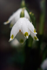 Fototapeta premium White blooming snowdrops. First spring forest flowers 