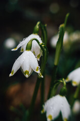 White blooming snowdrops. First spring forest flowers	