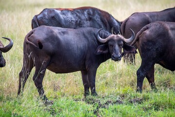 Obraz premium Buffalo herd walking through the wide Savannah at the Tsavo East National park in Kenya