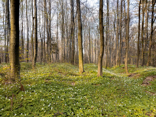 spring carpet of snowdrops  © Michał Brzostowski 