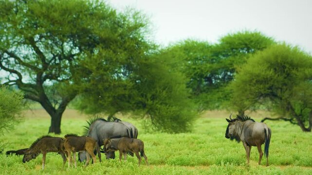 A herd of Blue wildebeest (Connochaetes taurinus) grazing in Savanah.