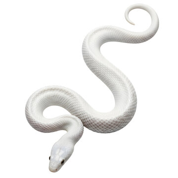 White snake isolated on transparent background
