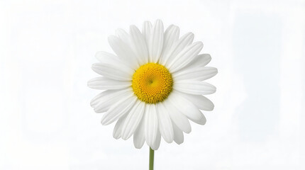 Fototapeta premium A Single, Perfectly Formed White Daisy with a Bright Yellow Center Isolated on a White Background