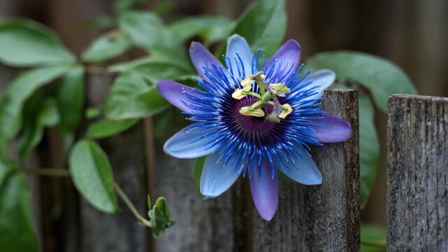 Vibrant Blue Purple Passionflower Bloom Against Rustic Wooden Fence Surrounded by Lush Green Foliage
