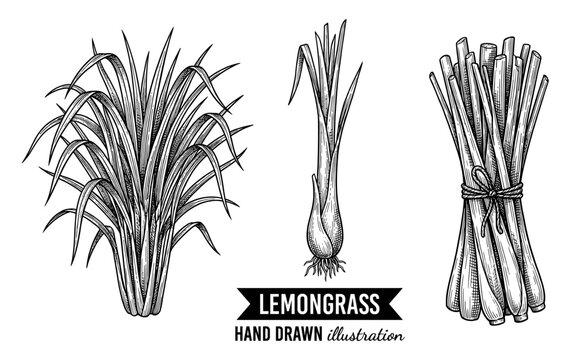Lemongrass plant and stalks in vintage engraving style