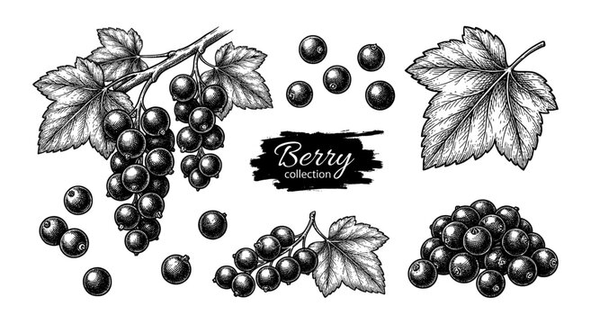 Blackcurrant branch and berries in vintage engraving style