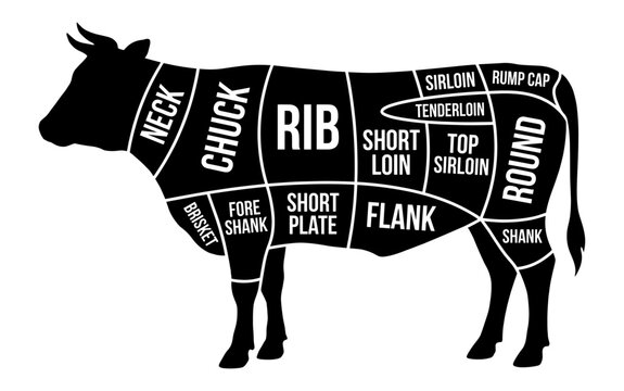Beef meat cuts chart infographic with cow silhouette