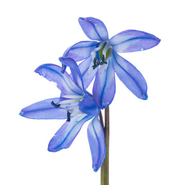 Scilla flowers isolated on white background.