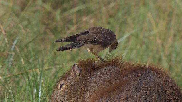 Capybara (Hydrochoerus hydrochaeris) with Chimango Caracara (Milvago chimango) removing parasites on its back &ndash; symbiotic behavior