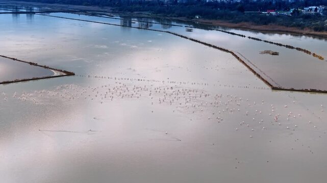 Huge flock of wild birds scattered by the waterscape. Drone footage over the saline lakes for salt industry.