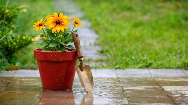 A close-up photograph of vibrant yellow Black-eyed Susan flowers in a terracotta pot with a trowel on a wet patio.