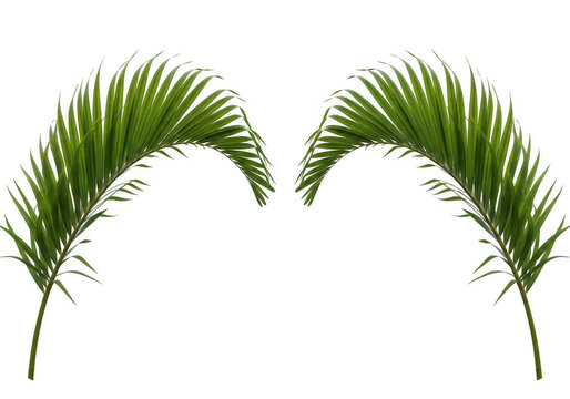 Two vibrant palm fronds facing inward symmetrical arrangement on transparent background