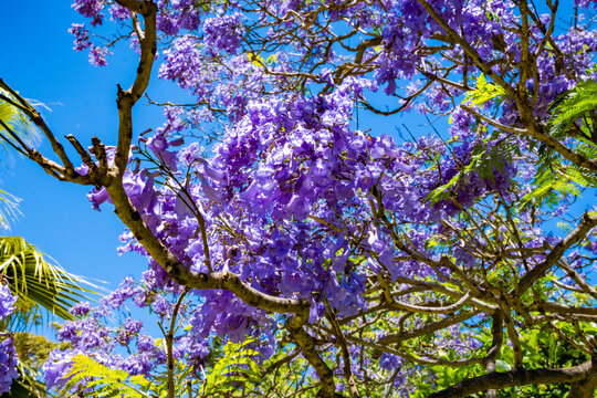 Williamstown botanic gardens, Melbourne, Australia, Victoria 12.28.2025 Jacaranda tree on a beautiful sunny day