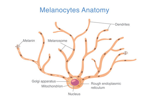 Melanocyte anatomy. Dendritic skin cell structure, melanosome formation, and melanin distribution. Medical diagram about human skin pigmentation and dermatological.