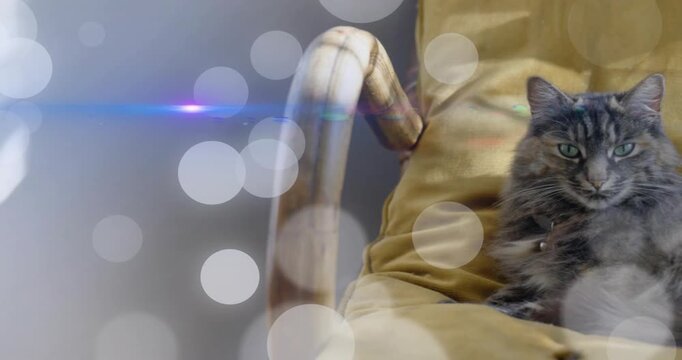 Camera panning, revealing longhair cat with bell on cushion, bokeh drifting over cat for home decor