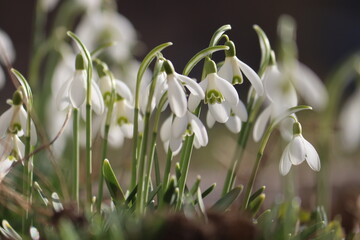 Flowering white snowdrop (Galanthus nivalis) plants in spring garden
