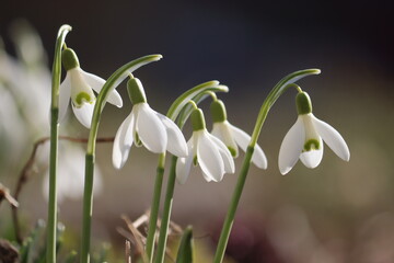 Flowering white snowdrop (Galanthus nivalis) plants in spring garden
