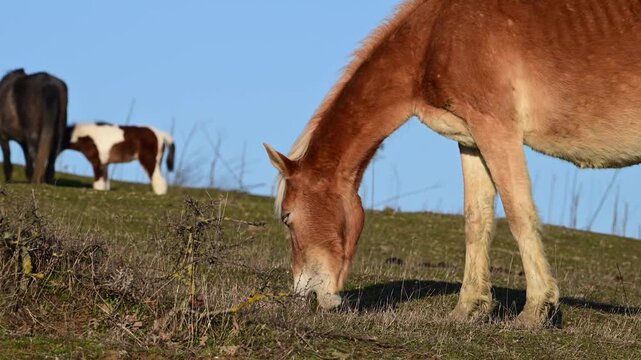 a light brown horse with a blonde mane grazing in a green meadow, with a dark horse and a small pinto pony visible in the blurred background under a clear blue sky.