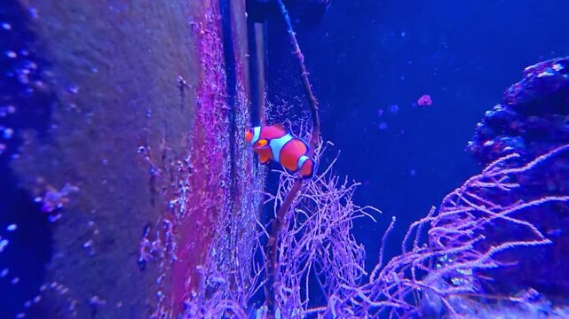 Clownfish swimming among purple gorgonian coral in aquarium