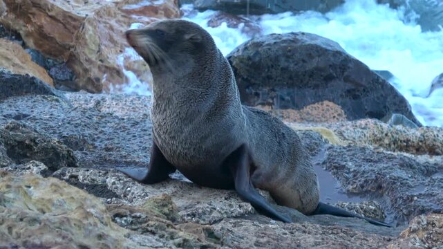 A seal is resting on the rocky shoreline at Oamaru Penguin Colony Sanctuary in New Zealand. Waves crash against the rocks.