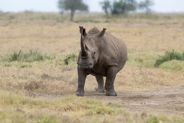 Obraz premium White Rhinoceros Standing on open savannah grassland in natural wildlife habitat