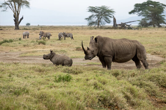 Mother white rhino with her calf walking through the grasslands