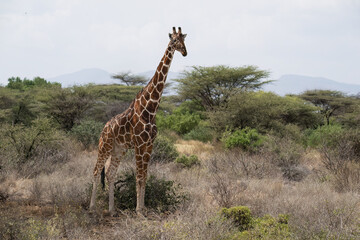 Obraz premium Reticulated giraffe standing tall in a dry savanna landscape in northern Kenya