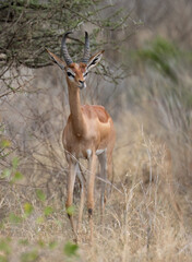 Naklejka premium Male gerenuk standing alert in dry grassland, showing its long neck and upright posture
