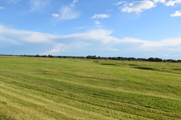 Obraz premium Cows grazing in green pasture near the Elbe River in northern Germany
