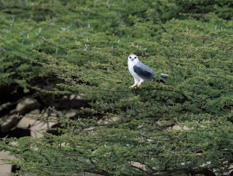 Black-winged Kite perched on a thorny acacia tree