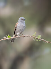 Parrot-billed Sparrow perched on a thin branch with fresh green buds