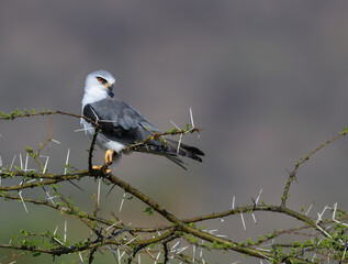 Fototapeta premium Black-winged Kite perched on a thorny acacia branch, staring intently with its striking red eyes