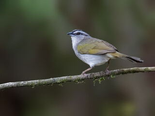 Black-striped Sparrow Perched on Branch in Tropical Forest