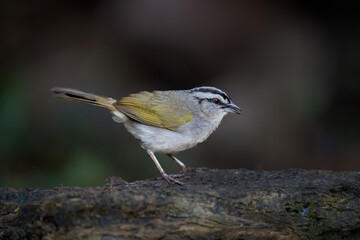 Black-striped Sparrow Perched on Log in Tropical Forest Undergrowth