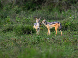 Fototapeta premium Pair of Black-backed Jackals Interacting in Grassland Habitat