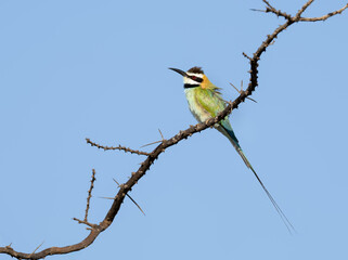 Obraz premium White-throated Bee-eater perched on a thorny branch against a clear blue sky