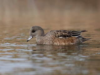 Fototapeta premium Female American Wigeon swimming on the pond in fall