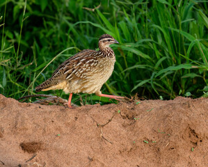 An adult Crested Francolin striding along a soil ridge in front of vibrant green foliage