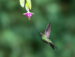 Fototapeta premium Sword-billed Hummingbird Feeding from Pink Fuchsia Flower in Rainforest