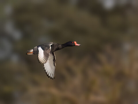 Rosy-billed Pochard  in flight against blur background