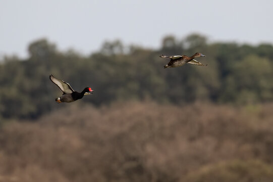 Rosy-billed Pochards in flight against blur background