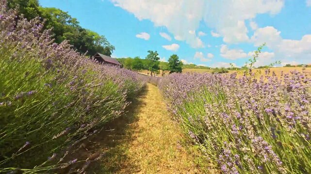 Blooming lavender field with walking path under a summer sky