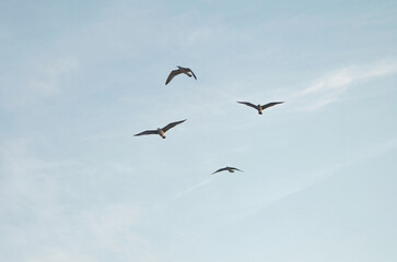 Fototapeta premium Small flock of wild seagulls flies high in the sky. Nature, fauna, wild birds, seagulls, wildlife protection..