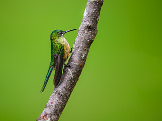 Fototapeta premium Female Long-tailed Sylph Hummingbird Perched on Forest Branch