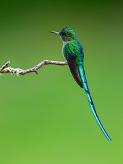 Fototapeta premium Male Long-tailed Sylph Hummingbird Perched on Lichen Covered Branch
