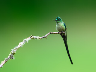 Fototapeta premium Male Long-tailed Sylph Hummingbird Perched on Lichen Covered Branch